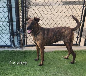 Cricket, Mountain Cur / Labrador Retriever, adult, available for adoption