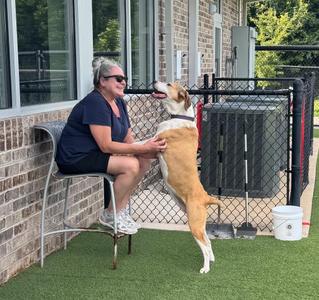 Lilly, Beagle / Labrador Retriever, senior, available for adoption
