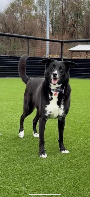 Leo, Border Collie / Labrador Retriever, senior, available for adoption
