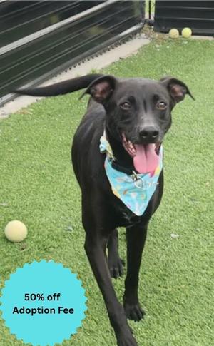 Diesel, Black Labrador Retriever / Cattle Dog, adult, available for adoption