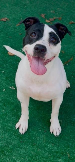 Georgia, Rat Terrier / Jack Russell Terrier, young, available for adoption