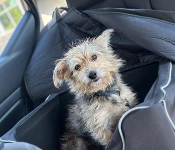 Chance, Yorkshire Terrier / Maltese, young, available for adoption