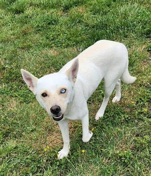 Astrid, Husky / Labrador Retriever, adult, available for adoption