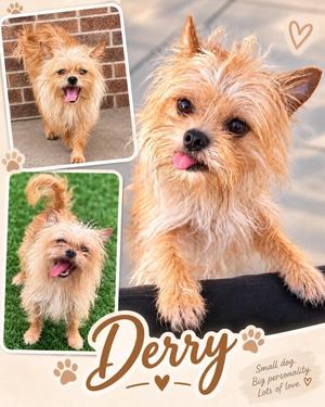 Derry, Brussels Griffon / Yorkshire Terrier, young, available for adoption