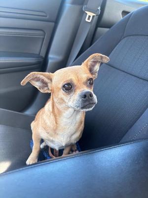 Little Lady, Chihuahua / Pug, young, available for adoption