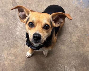 Burk, Chihuahua, young, available for adoption