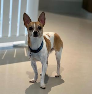A small tan and white chihuahua mix dog with large ears stands on a light-colored floor, looking directly at the camera.