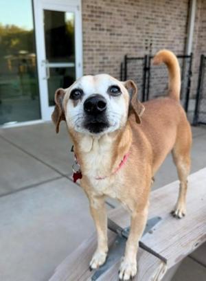 Hudson, Chihuahua, adult, available for adoption