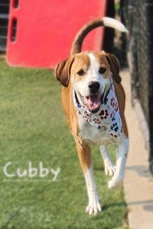 Cubby, Beagle / Labrador Retriever, senior, available for adoption