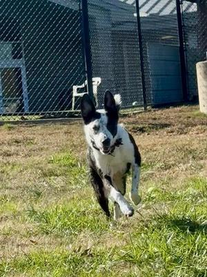 Indie, Australian Shepherd / Australian Cattle Dog / Blue Heeler, adult, available for adoption