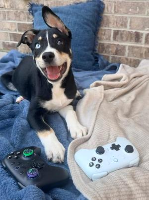 Creed, Border Collie / Basenji, puppy, available for adoption