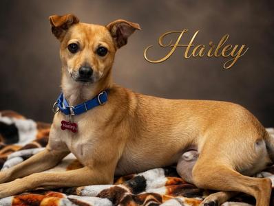 Harley, Whippet / Rat Terrier, young, available for adoption