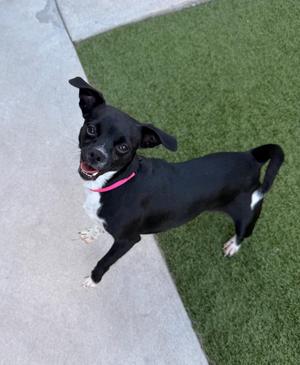 Hattie, Chihuahua / Rat Terrier, young, available for adoption