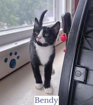 Bendy, kitten, available for adoption