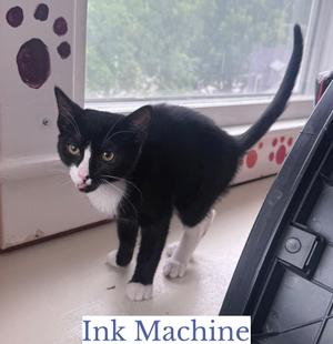 Ink Machine, kitten, available for adoption