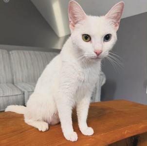 Laena Valaryon, adult, available for adoption