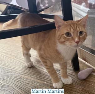 Martin Martins, young, available for adoption