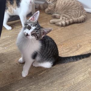 Jaime Lannister, young, available for adoption