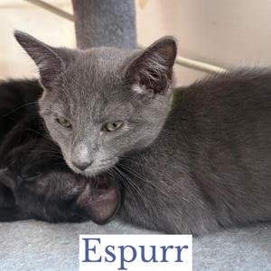 Espurr, kitten, available for adoption