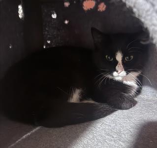 Big John, young, available for adoption