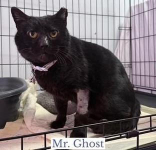 Mr. Ghost, adult, available for adoption