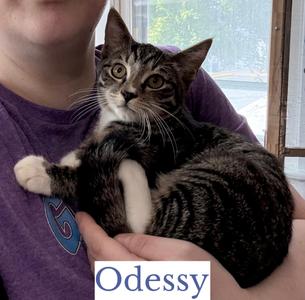 Odessy, kitten, available for adoption
