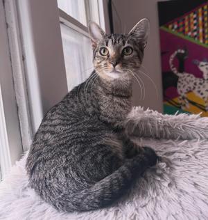 Hazel Mae, young, available for adoption