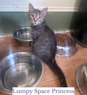 Lumpy Space Princess, young, available for adoption