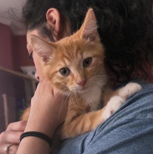 Bigfoot, kitten, available for adoption