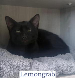 Lemongrab, young, available for adoption