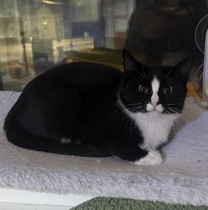 Eunice, young, available for adoption
