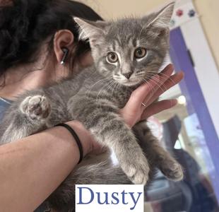 Dusty, kitten, available for adoption