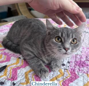 Chinderella, young, available for adoption