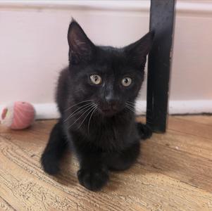 Chupacabra, kitten, available for adoption