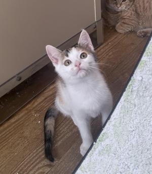 Brienne of Tarth, young, available for adoption