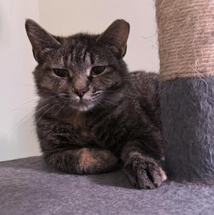 Marceline the Vampire Queen, young, available for adoption
