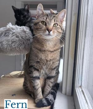 A tabby cat named Fern sitting on a windowsill, with a black cat behind it on a fluffy perch.
