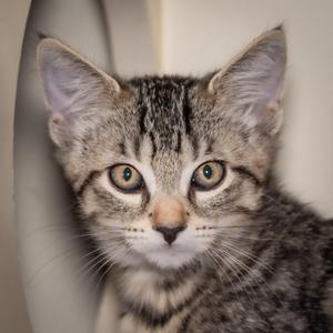 A close-up of a tabby kitten with green eyes looking directly at the camera.