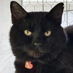 Ebony, adult, available for adoption