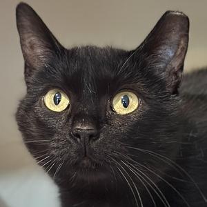 A close-up of a black cat with bright yellow eyes looking slightly to the side.