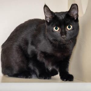 Batman, young, available for adoption