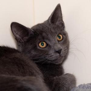 Earl Grey, kitten, available for adoption