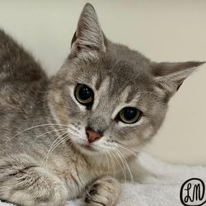 A gray cat with green eyes lying on a white surface.
