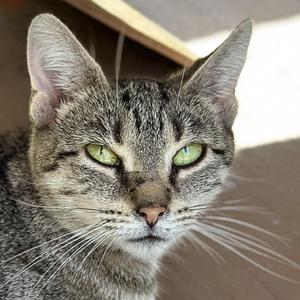 Anna, adult, available for adoption