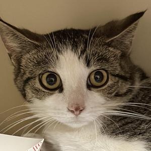 Diane, young, available for adoption
