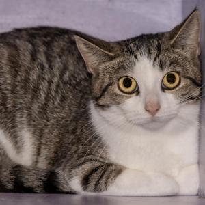 Diane, young, available for adoption
