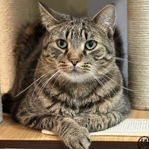 Comet, adult, available for adoption