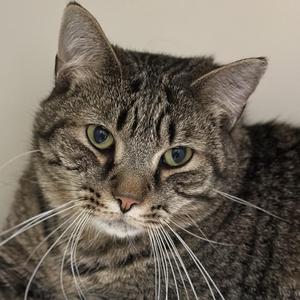 A close-up of a tabby cat's face.