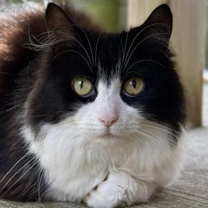 Chloe, adult, available for adoption