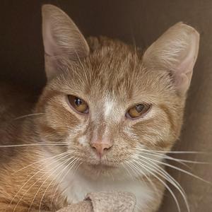 A close-up of a ginger cat with white markings on its face and chest, looking directly at the camera.